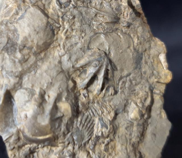 Tetractinella trigonella SCHLOTHEIM 1820 - Bild &copy; FossNet FossilienStore